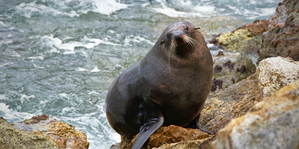 Seals