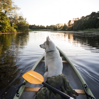 kayaking with dogs, canoeing with dogs